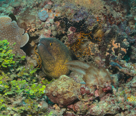 Naklejka na ściany i meble curious yellow edged moray eel peeking from hole in the coral reef watamu, kenya