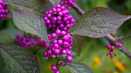 Callicarpa japonica or Japanese beautyberry branch with leaves and  large clusters purple berries with drops of rain close up.