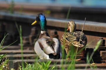 Mallard Duck. A pair of birds, male and female, sitting on the railroad tracks between the rails. On the river, near the bridge and the river.