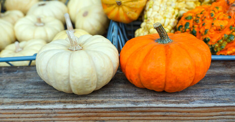 White and orange decorative pumpkins close up.