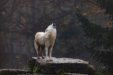 Arctic wolf walking in a forest - obrazy, fototapety, plakaty