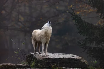 Deurstickers Arctic wolf walking in a forest © AB Photography