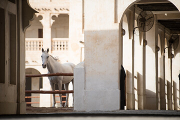 Doha,Qatar,05,06,2019. Arabian horse on a sunny day in the old market souk Waqif in Doha,Qatar.