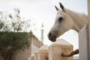 Doha,Qatar,05,06,2019. Arabian horse on a sunny day in the old market souk Waqif in Doha,Qatar.