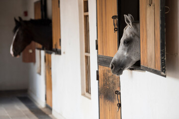 Doha,Qatar,05,06,2019. Arabian horse on a sunny day in the old market souk Waqif in Doha,Qatar.