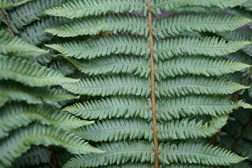 녹색잎이 싱그럽습니다.