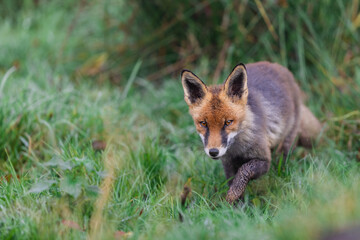 A red fox walking in the forest