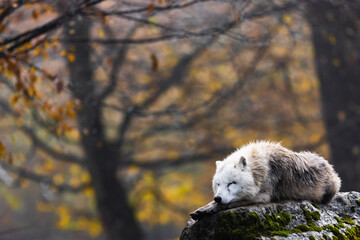Arctic wolf resting in a forest