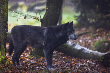 Black wolf in a forest