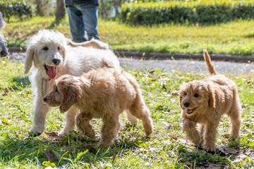 ゴールデンドゥードルの子犬