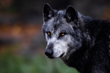 A black wolf in the forest