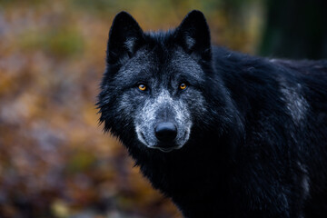 A black wolf in the forest