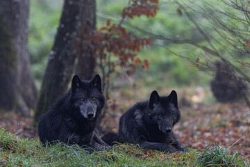 A black wolf in the forest