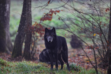 A black wolf in the forest