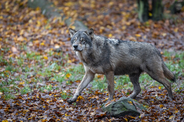 Obraz premium A grey wolf in the forest