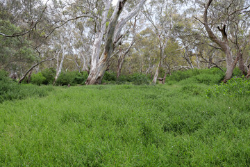 eucalypt trees in bushland