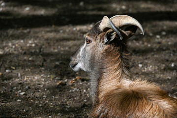 hiking in the high mountains