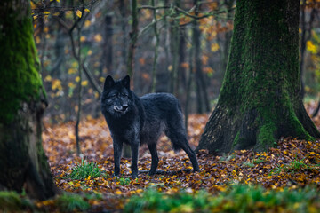 A black wolf in the forest