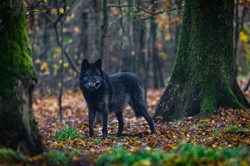 Foto auf Acrylglas A black wolf in the forest © AB Photography