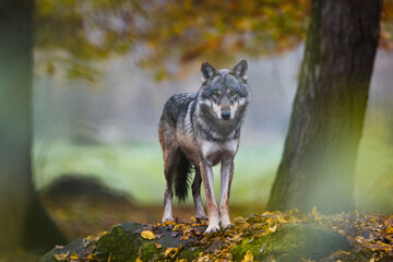 A grey wolf in the forest