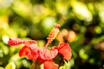 red and white flowers