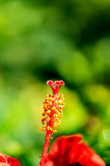 butterfly on a flower
