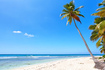 Tropical beach with palm and sand beach