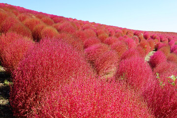 秋のコキアの丘