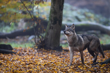 A grey wolf in the forest