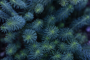 Christmas tree branches close-up.