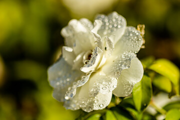 white flower with dew drops