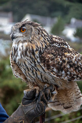 Hibou grand duc en gros plan et main et gant de fauconnier