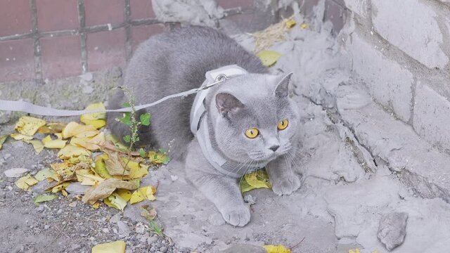 A Hostess Walking of a Gray British Cat on a Leash on Outdoor. A frightened animal sits on the ground near a concrete wall among the yellowed fallen leaves in yard. Walking pet on street. Close up.