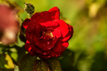 single red rose