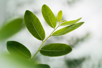 beautiful leaves in close view