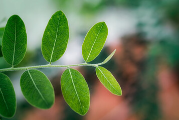 beautiful leaves in close view
