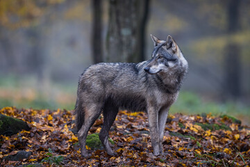 A grey wolf in the forest © AB Photography