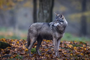 Foto auf Glas A grey wolf in the forest © AB Photography