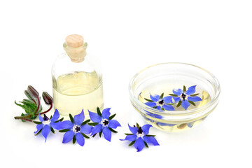 Borage herb flowers with bottle and infusion in bowl. Used in aromatherapy essential oil and herbal...