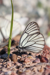lonely butterfly near a blade of grass