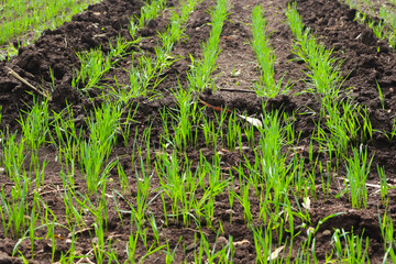Green wheat agriculture field at india
