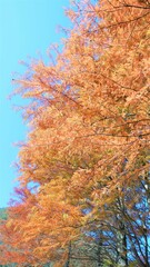 autumn trees in the forest