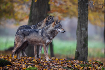 A grey wolf in the forest © AB Photography