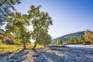 Chuya River in the Altai Mountains