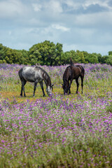 Caballos salvajes pastando en un campo de flores en primavera, Caños de Meca, Cádiz, Andalucía, España