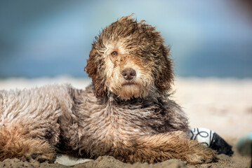 Perro de agua en un día de viento en la playa de Tarifa, Cádiz, Andalucía, España