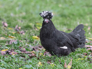 Black Poland chicken with white crest