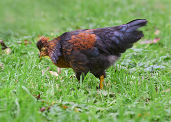 Brown chicken in the grass mixed breed