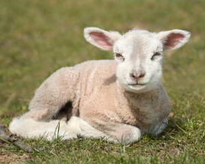 Naklejka na ściany i meble Portrait of young white lamb in Spring