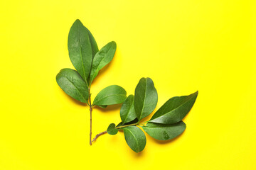 Green tropical leaves on color background